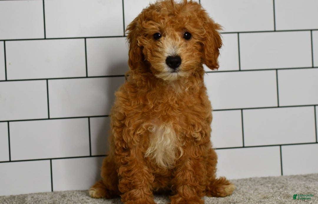 Mini Goldendoodle dogs for sale: Lucy - Image 13