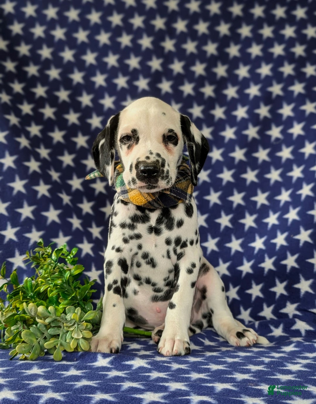 Dalmatian dogs for sale: Landen - Image 6