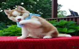 Siberian Husky dogs for sale: Cash - Image 3