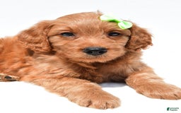 Mini Goldendoodle dogs for sale: Timmy - Image 2