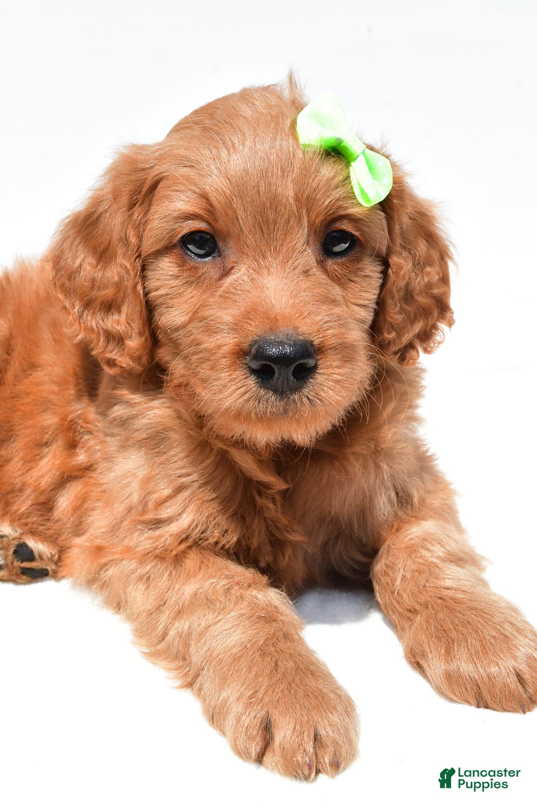 Mini Goldendoodle dogs for sale: Timmy - Image 2