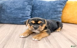 Beabull dogs for sale: Bolt - Image 7