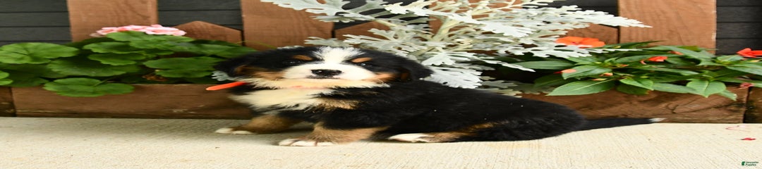 Maggie
