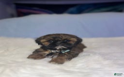Shih Tzu dogs for sale: Butterfly Blue - Image 5