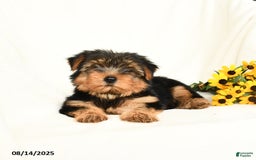 Yorkshire Terrier dogs for sale: Whisper - Image 2