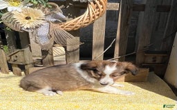 Shetland Sheepdog dogs for sale: Pam - Image 8