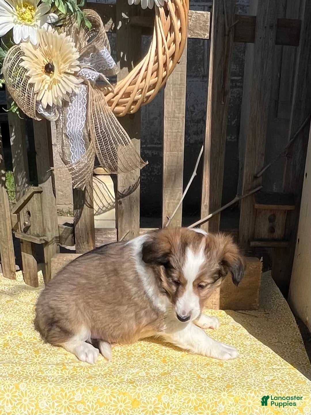 Shetland Sheepdog dogs for sale: Pam - Image 8