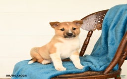 Australian Cattle Dog dogs for sale: Canyon - Image 3