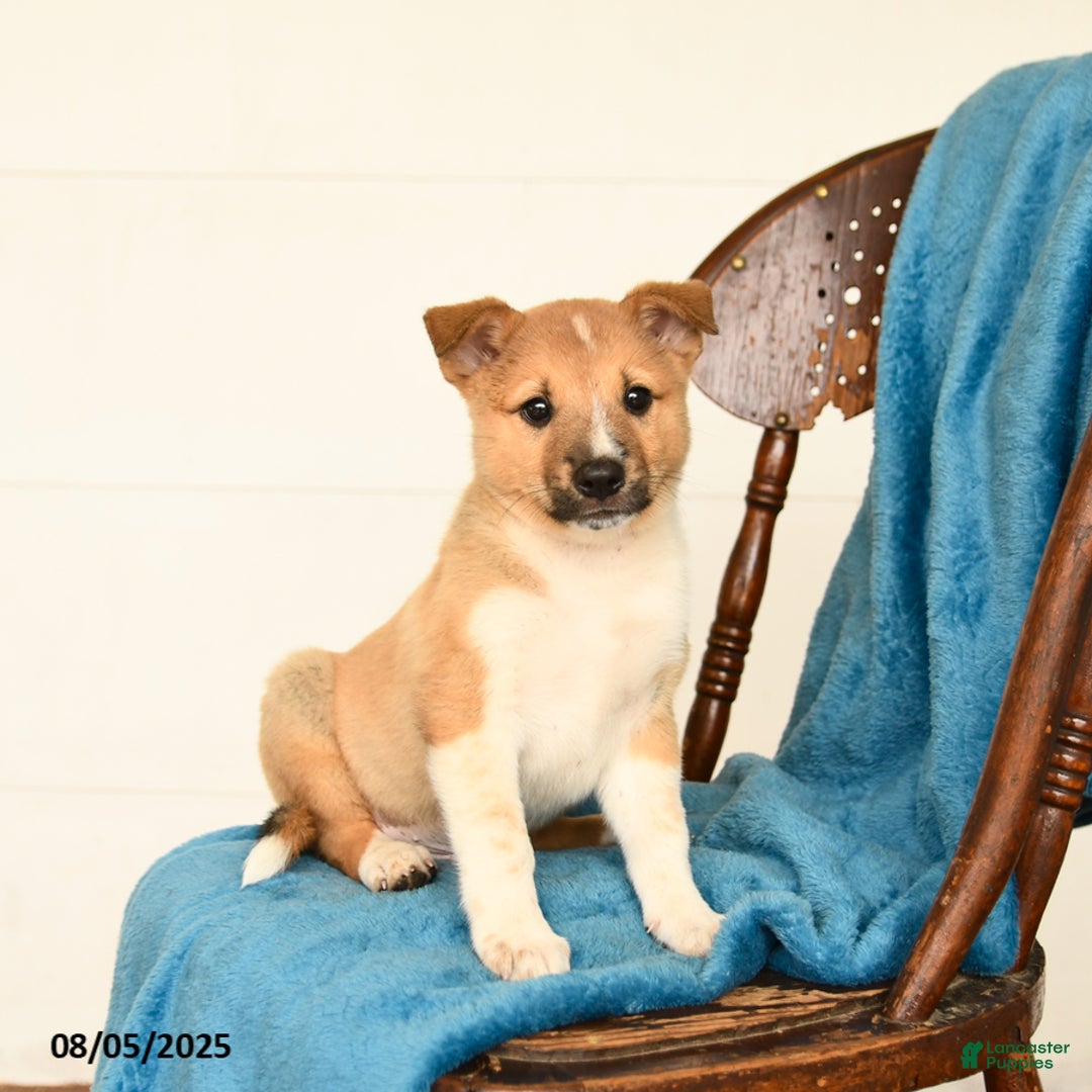 Australian Cattle Dog dogs for sale: Canyon - Image 3