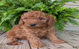 Mini Goldendoodle dogs for sale: Mini -kobe - Image 7
