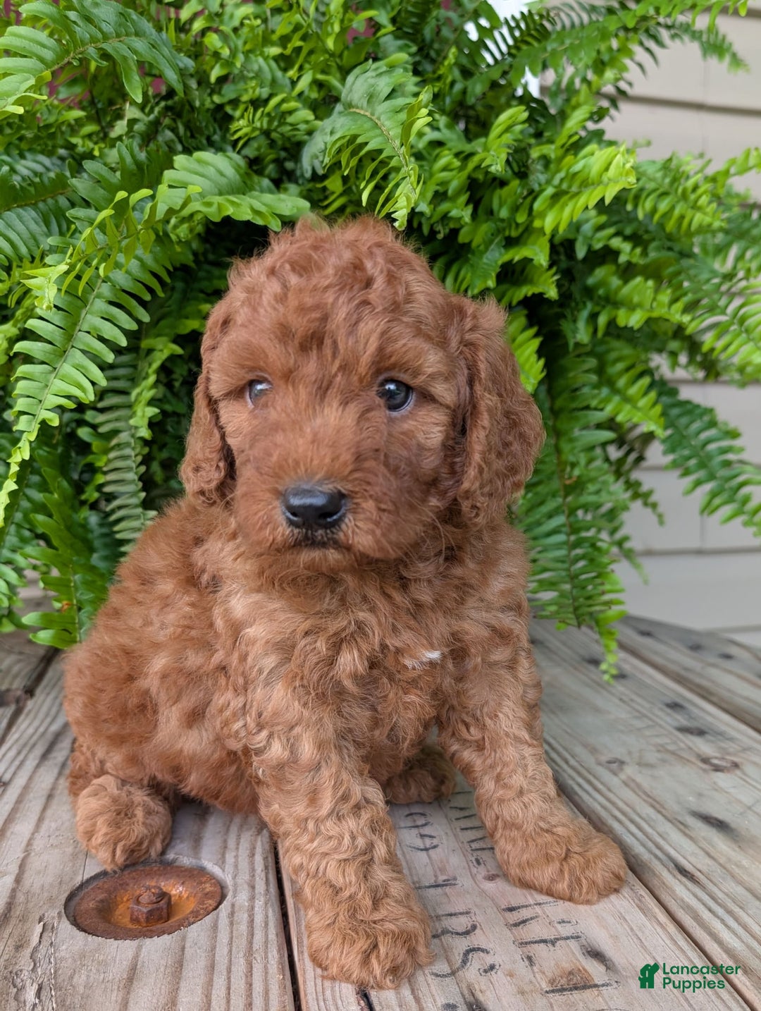 Mini Goldendoodle dogs for sale: Mini -kobe - Image 7