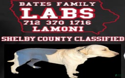 Labrador Retriever dogs for sale: Sparkle - Image 6