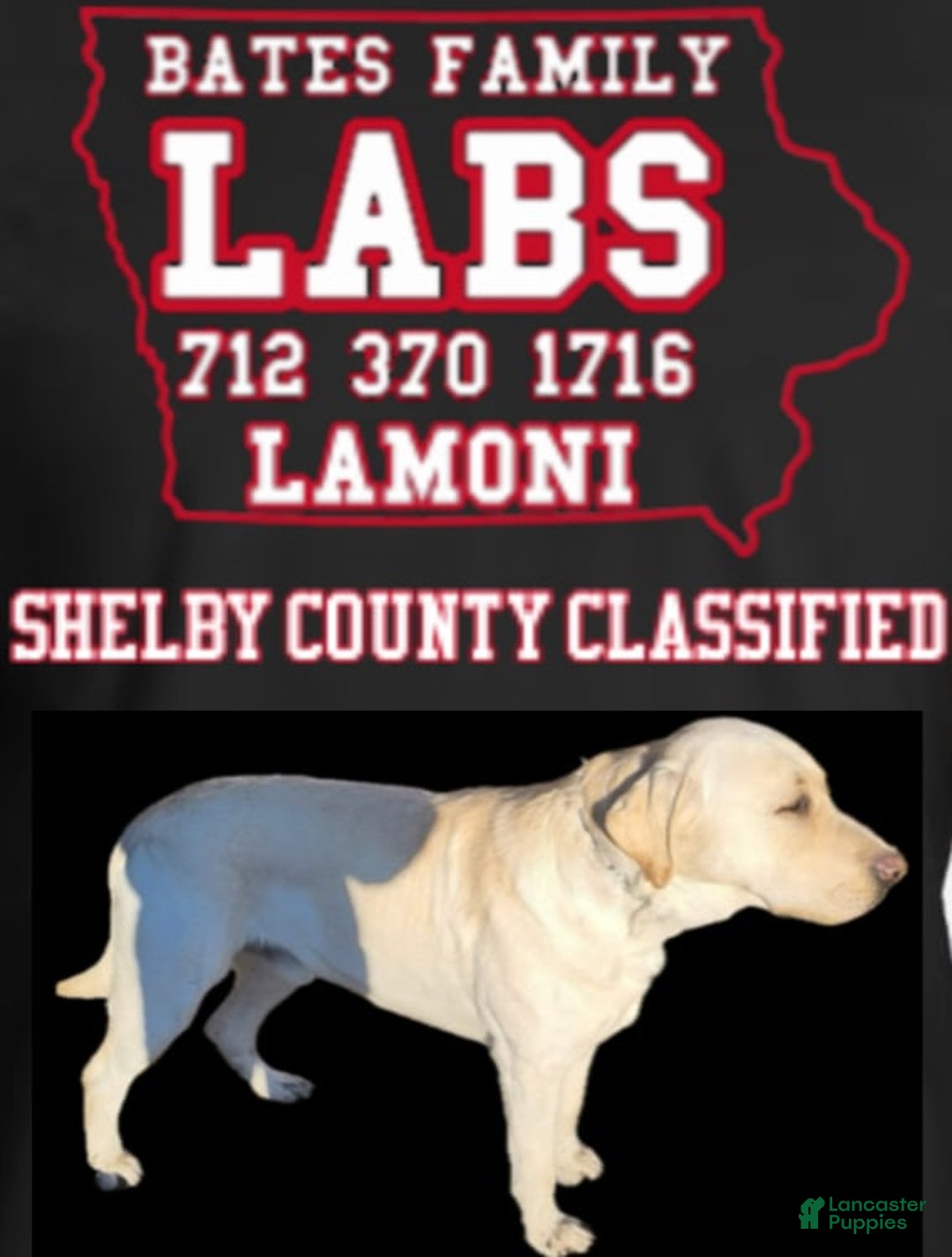 Labrador Retriever dogs for sale: Sparkle - Image 6
