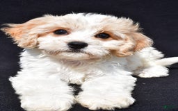 Cavachon dogs for sale: Bell - Image 8