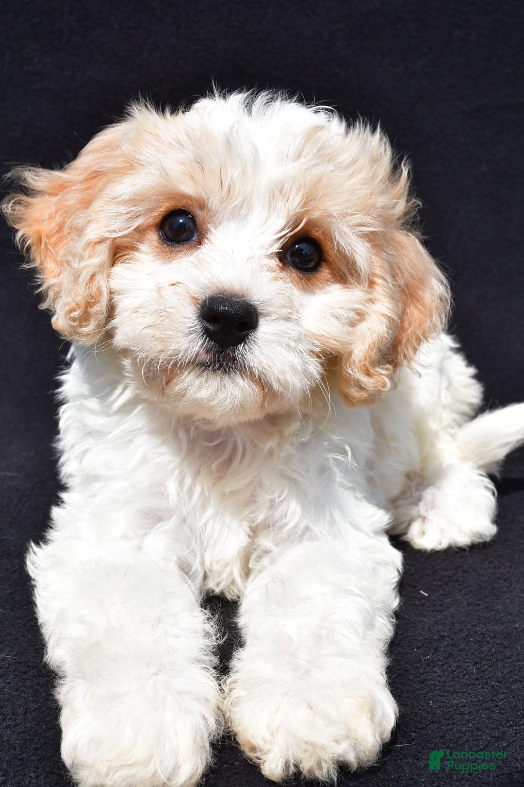 Cavachon dogs for sale: Bell - Image 8