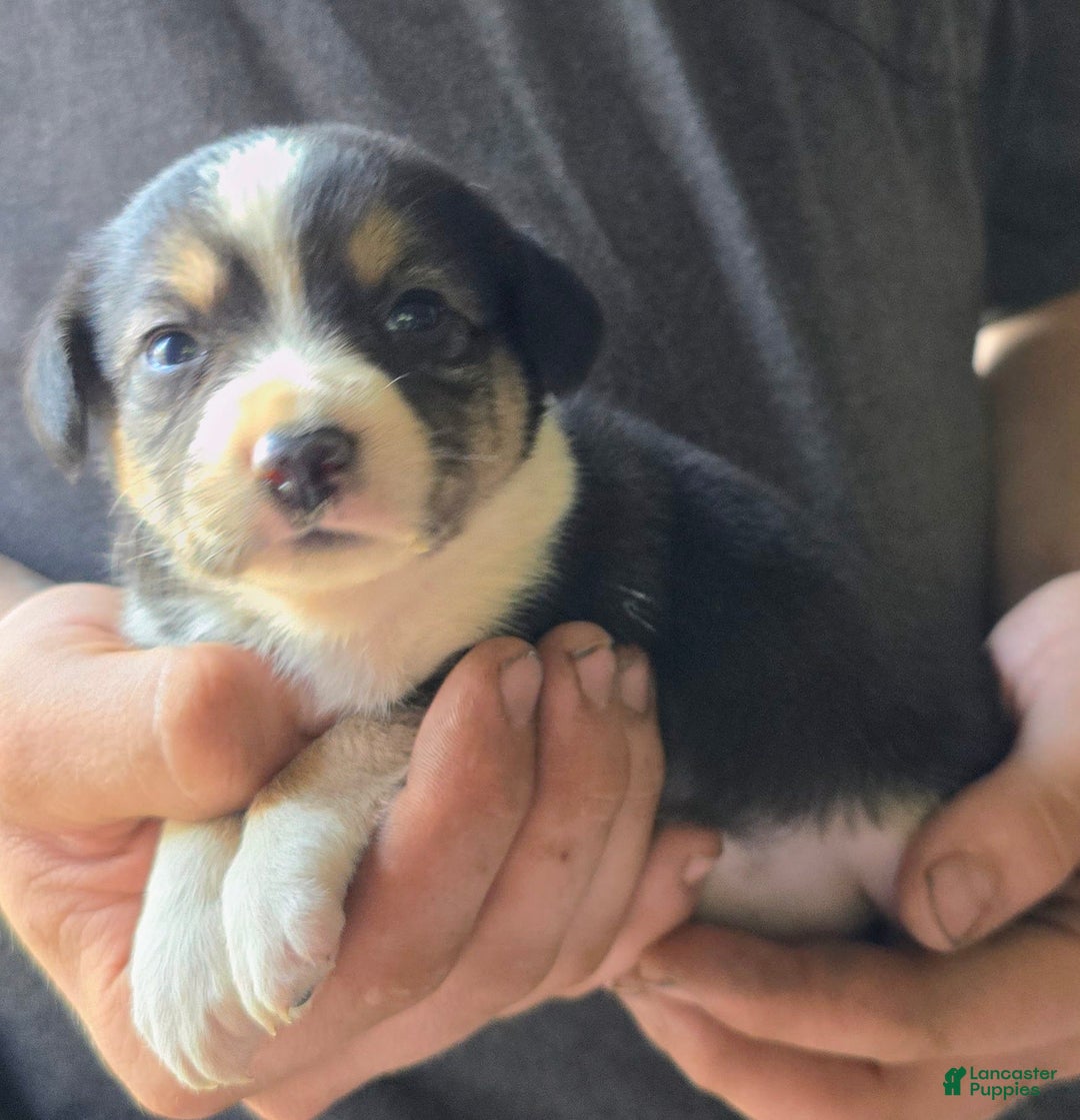 Miniature Australian Shepherd dogs for sale: Lila - Image 4