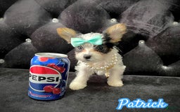 Yorkshire Terrier dogs for sale: Patrick Starr - Image 21