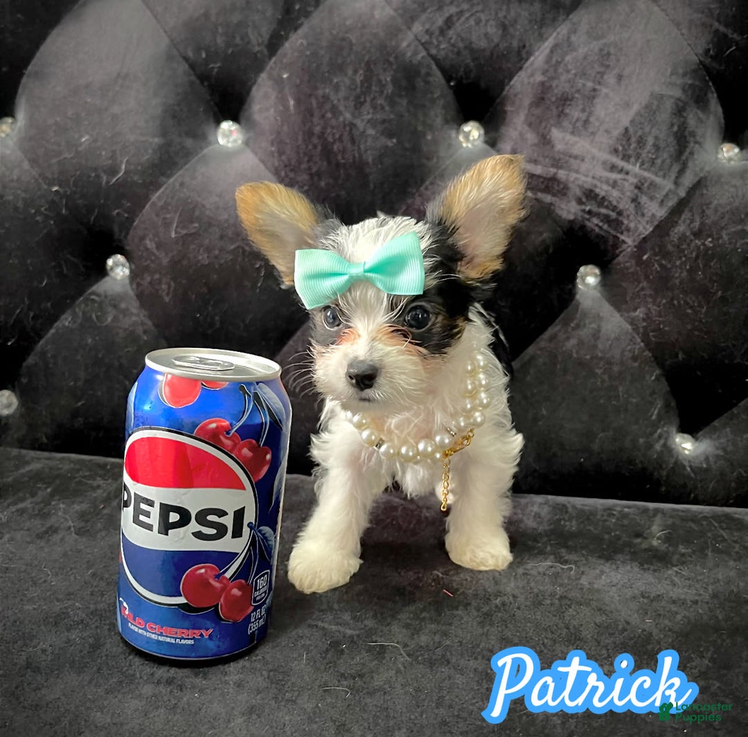 Yorkshire Terrier dogs for sale: Patrick Starr - Image 21