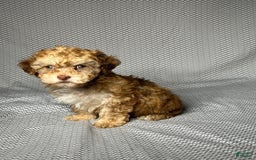 Havapoo dogs for sale: Brody - Image 1