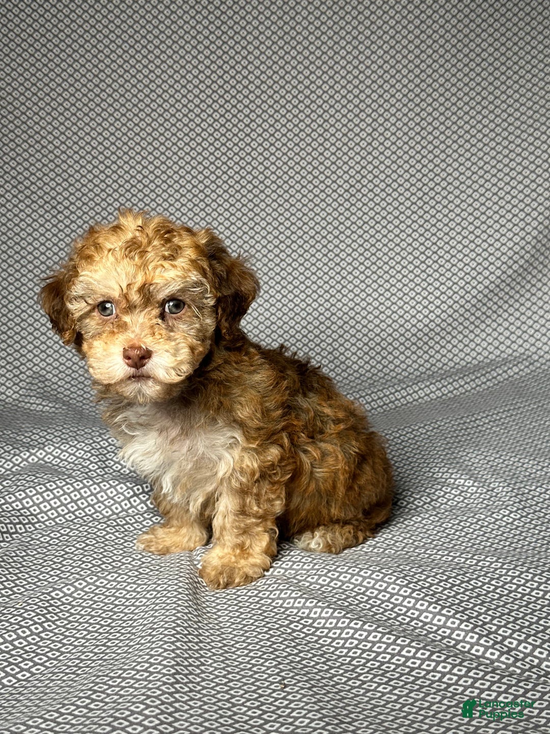 Havapoo dogs for sale: Brody - Image 1