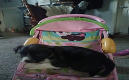 Boston Terrier dogs for sale: Mason - Image 2