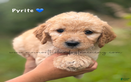 Goldendoodle dogs for sale: Pyrite - Image 1