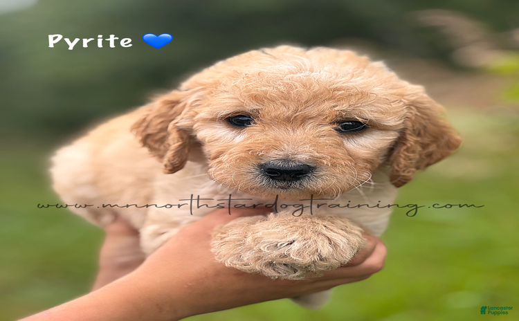 Goldendoodle dogs for sale - Ad 4