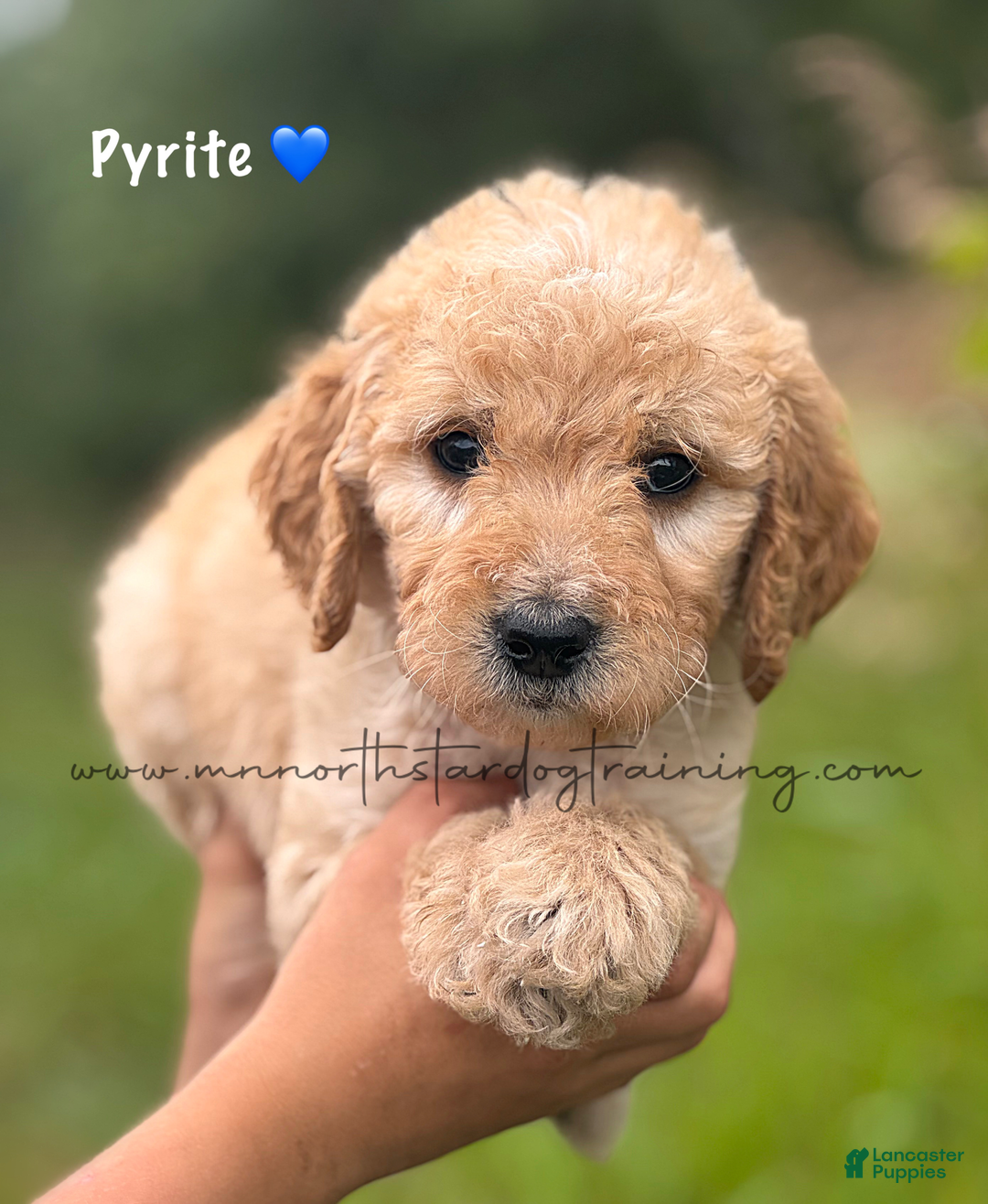 Goldendoodle dogs for sale: Pyrite - Image 1