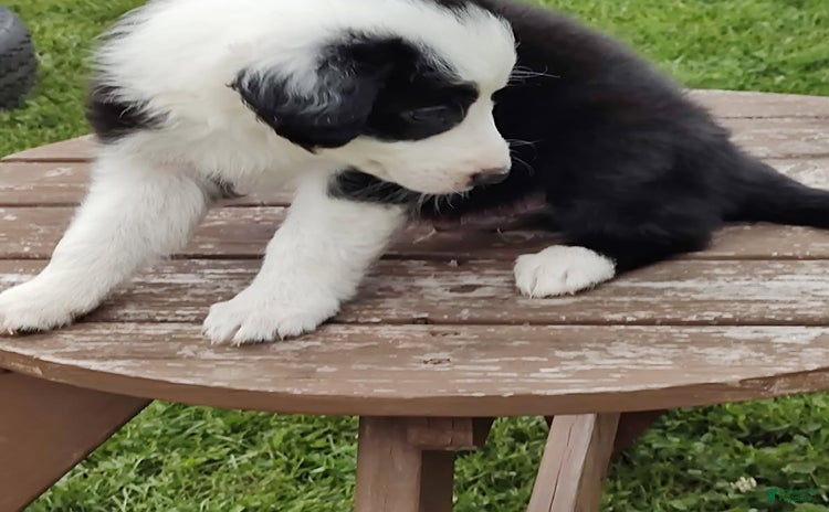 Border Collie dogs for sale - Ad 3