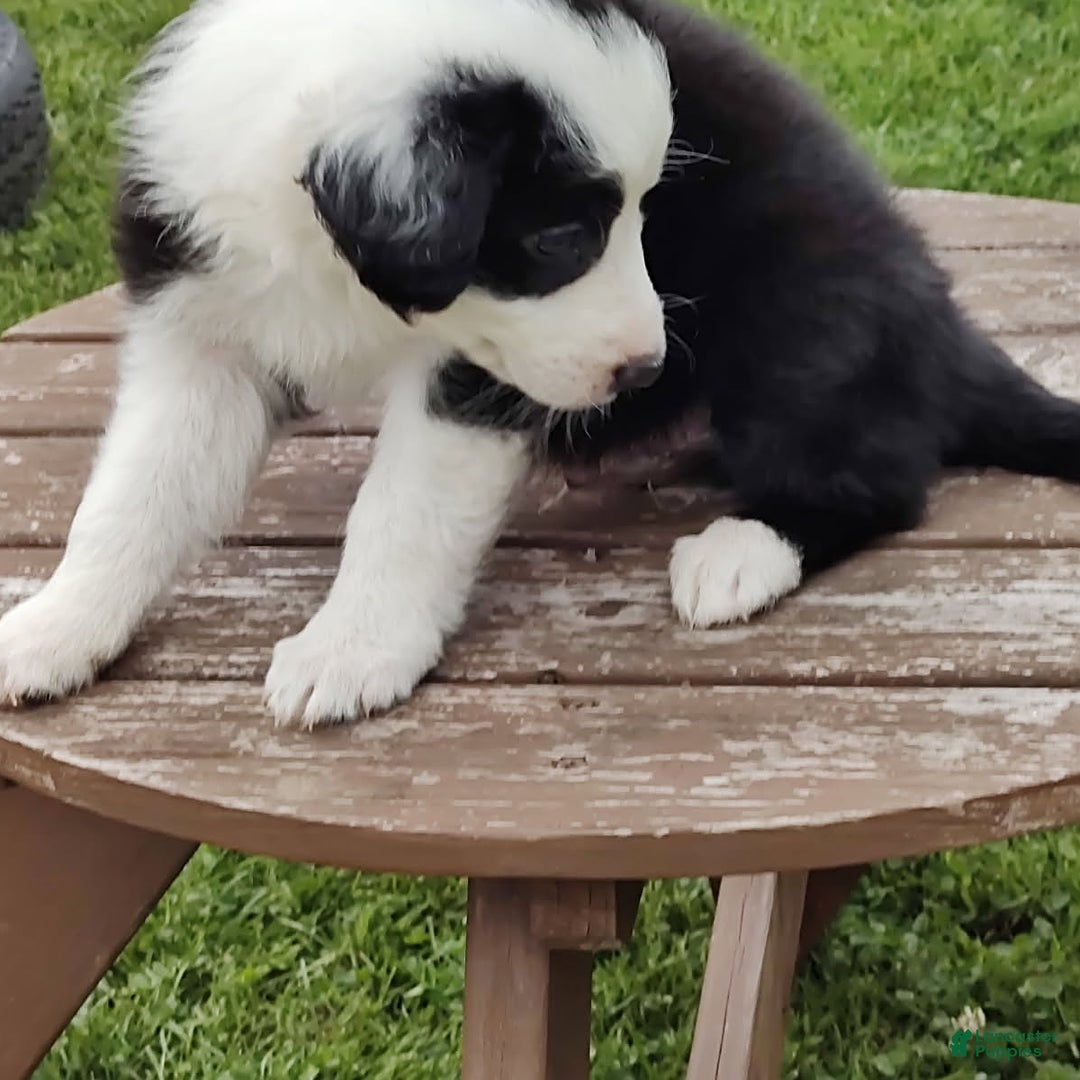 Border Collie dogs for sale: Tipper - Image 1