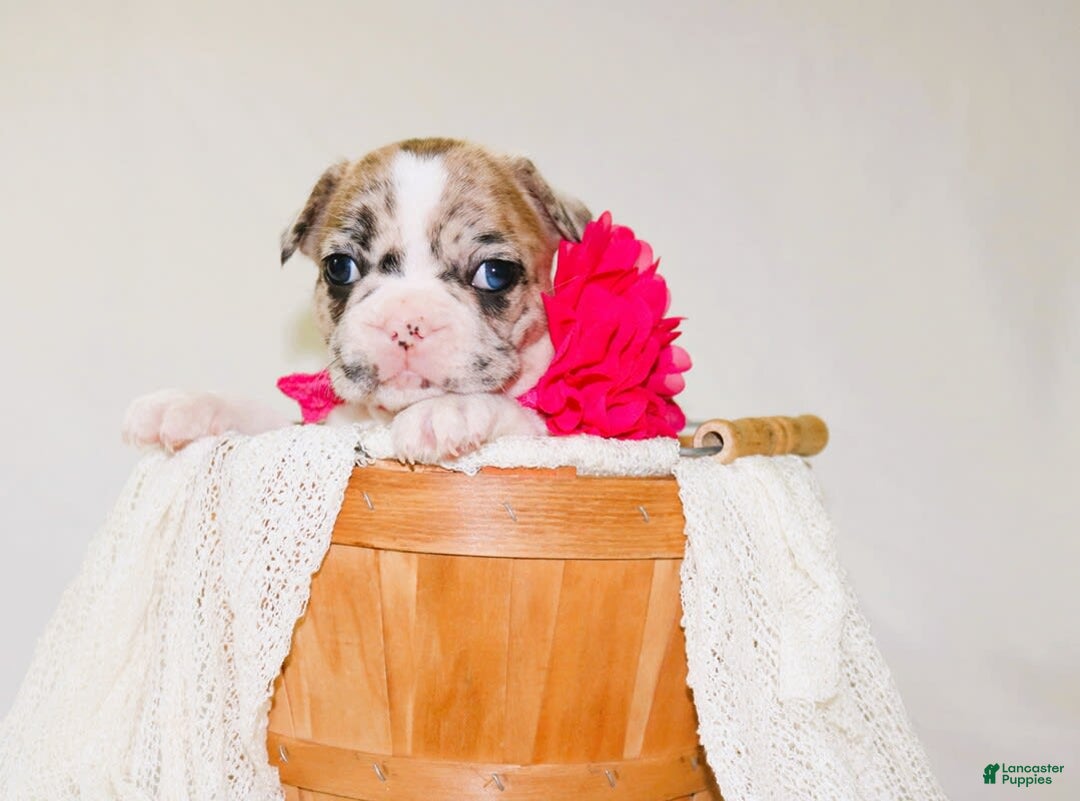 French Bulldog dogs for sale: Athena Akc - Image 35