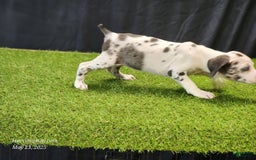 Catahoula Leopard Dog dogs for sale: Diamond 2025 F3 - Image 15