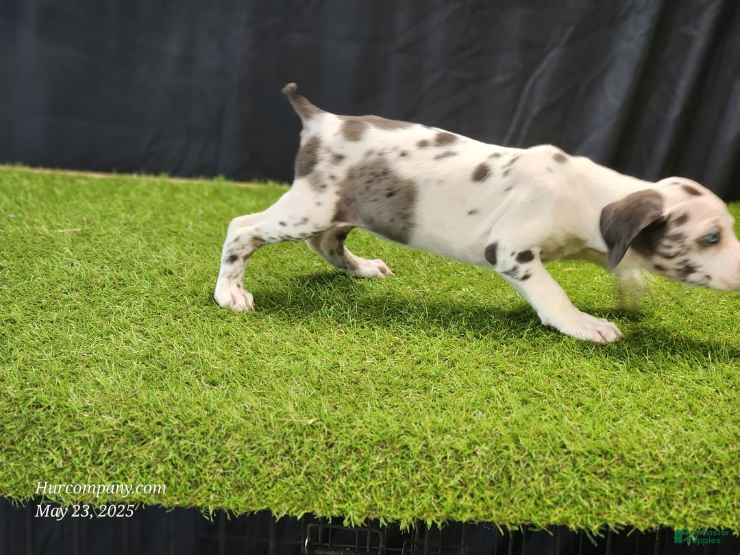 Catahoula Leopard Dog dogs for sale: Diamond 2025 F3 - Image 15