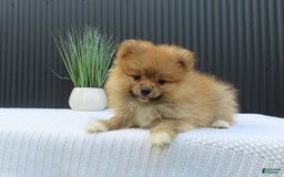 Pomeranian dogs for sale: SALLY - Image 1