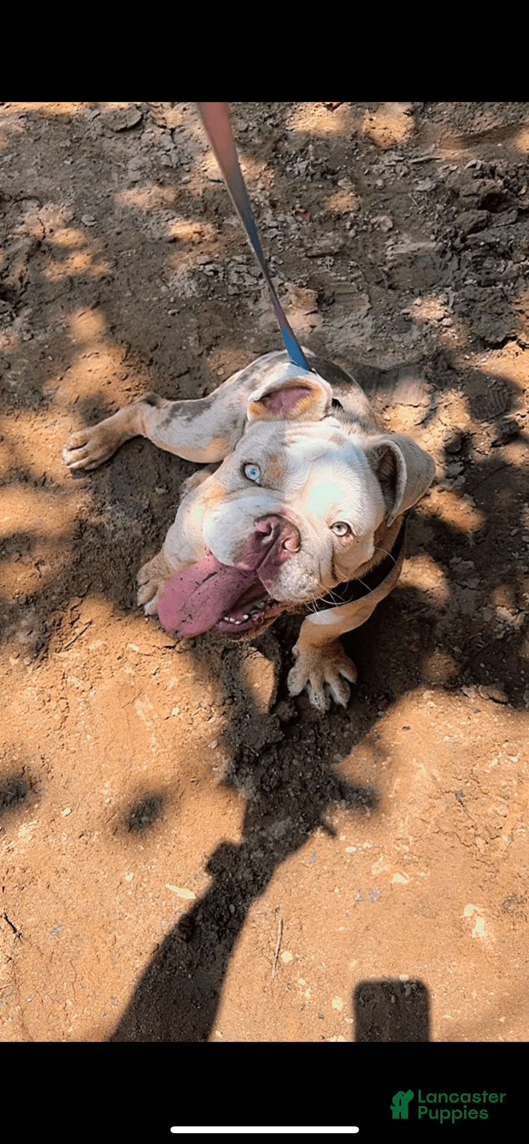 English Bulldog dogs for sale: Ace - Image 5