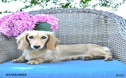 Miniature Dachshund dogs for sale: Milo - Image 6