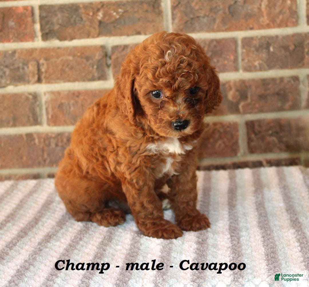 Cavapoo dogs for sale: Champ - Image 1