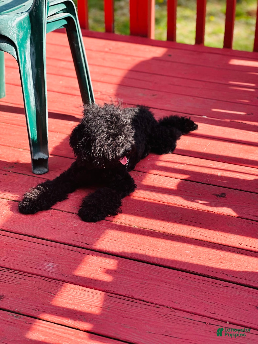 Miniature Poodle dogs for sale: Star - Image 6