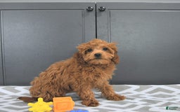 Mini Goldendoodle dogs for sale: Miley - Image 6