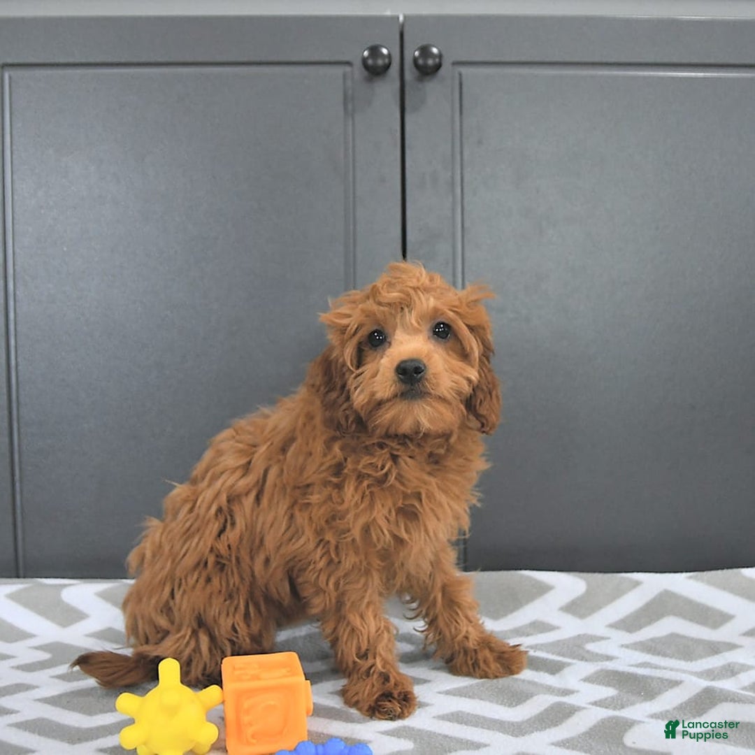 Mini Goldendoodle dogs for sale: Miley - Image 6