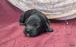 Cockapoo dogs for sale: Emily - Image 23