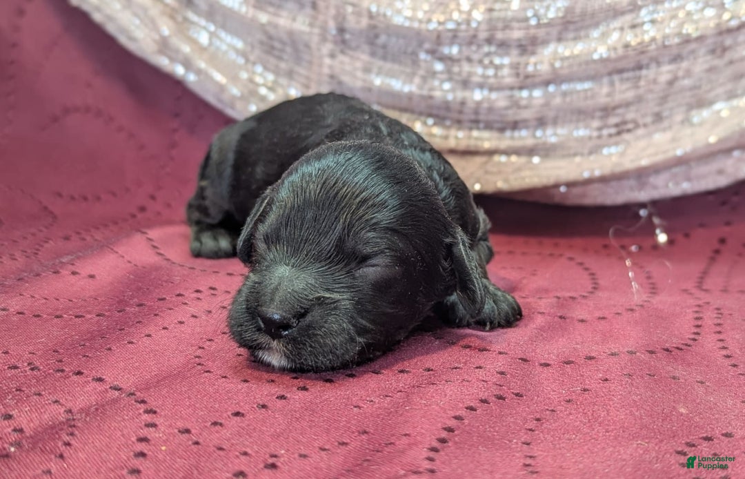 Cockapoo dogs for sale: Emily - Image 23
