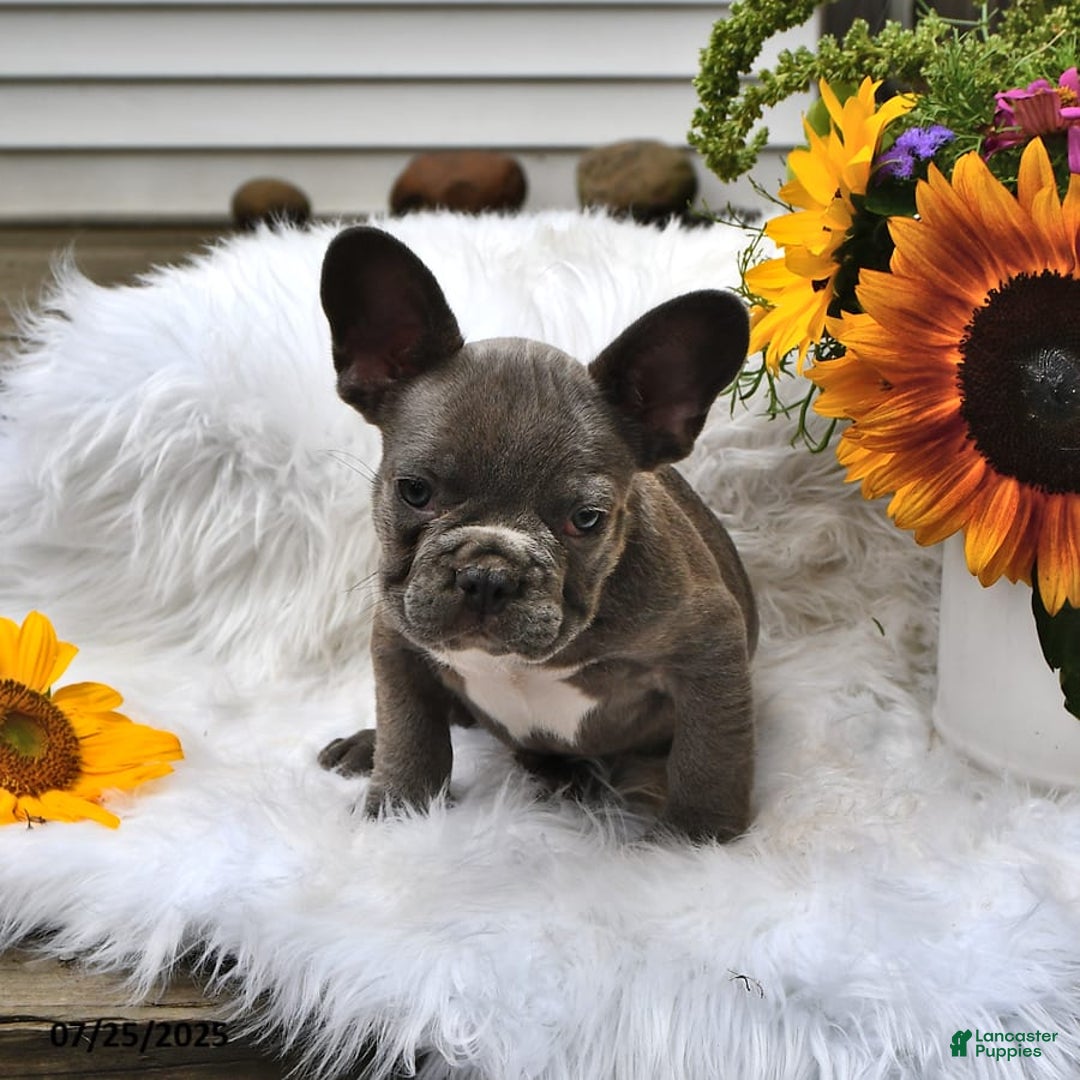 French Bulldog dogs for sale: Hunter - Image 2