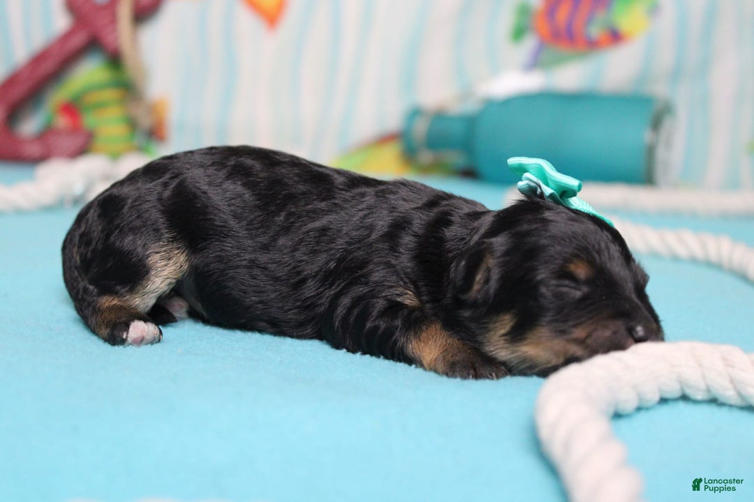 Mini Bernedoodle dogs for sale: Alice - Image 9
