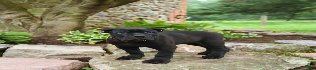 Titan