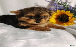 Yorkshire Terrier dogs for sale: Seraphina - Image 1