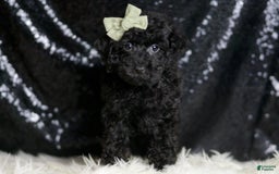 Miniature Poodle dogs for sale: Coal - Image 5