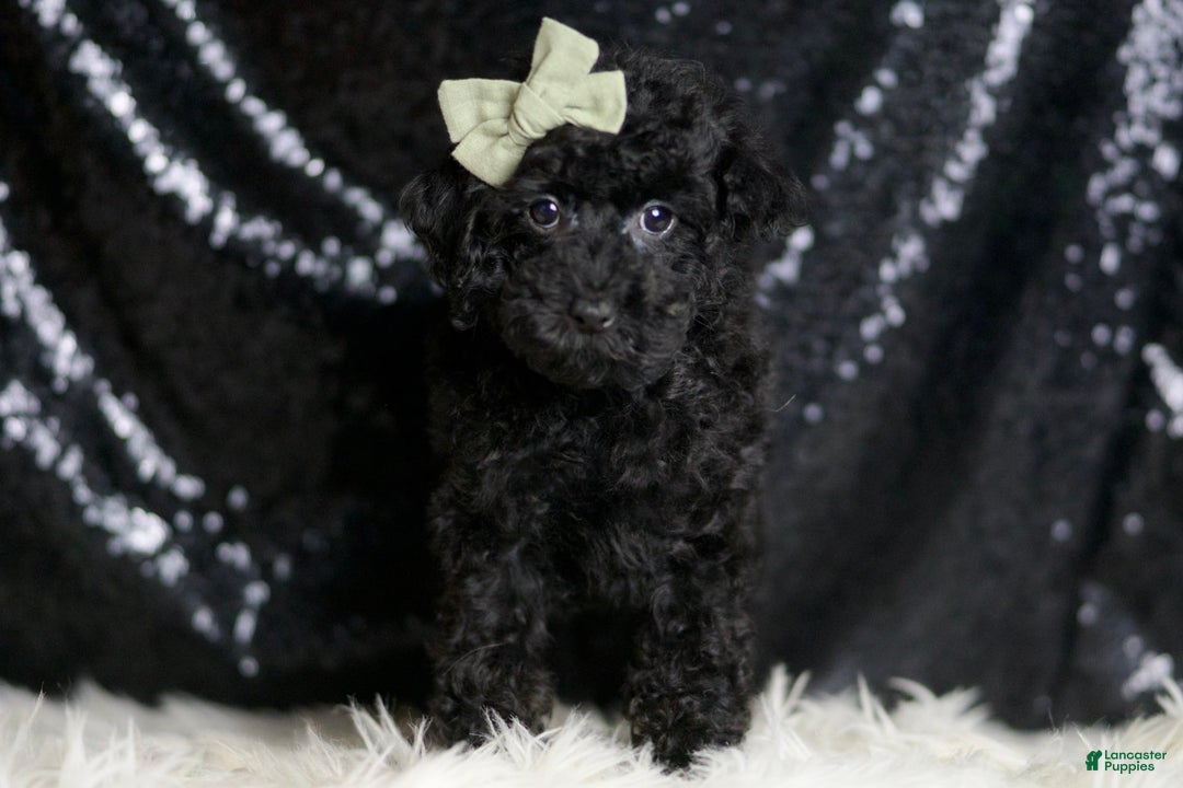 Miniature Poodle dogs for sale: Coal - Image 5