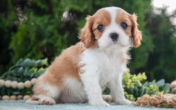 Cavalier King Charles Spaniel dogs for sale: Princess - Image 3