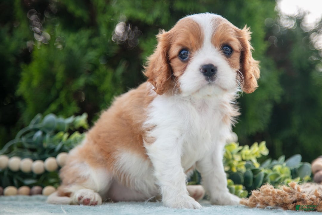 Cavalier King Charles Spaniel dogs for sale: Princess - Image 3